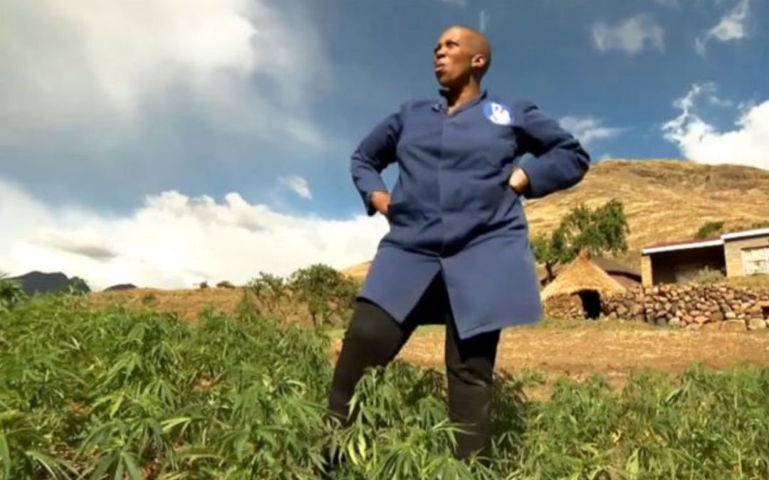 Marijuana, mountains and money: How Lesotho is cashing in