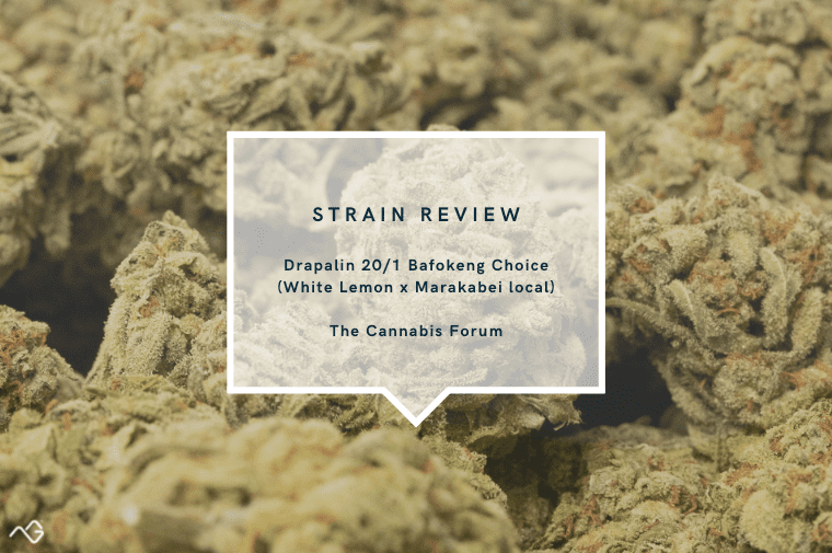 The Cannabis Forum Strain Review