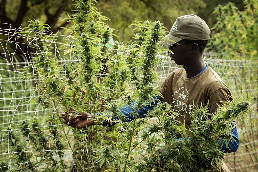 Lesotho, Africa’s medical cannabis pioneer