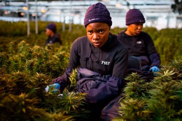 Lesotho Sends Legal Marijuana Worldwide