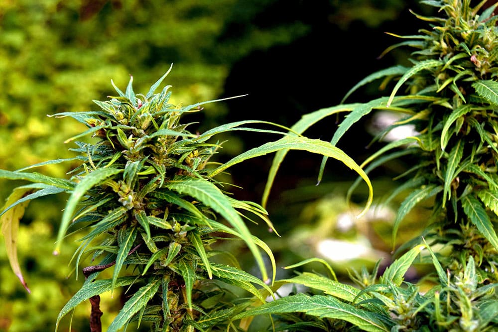 Lesotho’s medical cannabis revolution