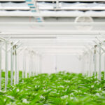 A Month in the Life of an African Medical Cannabis Producer – October Edition: